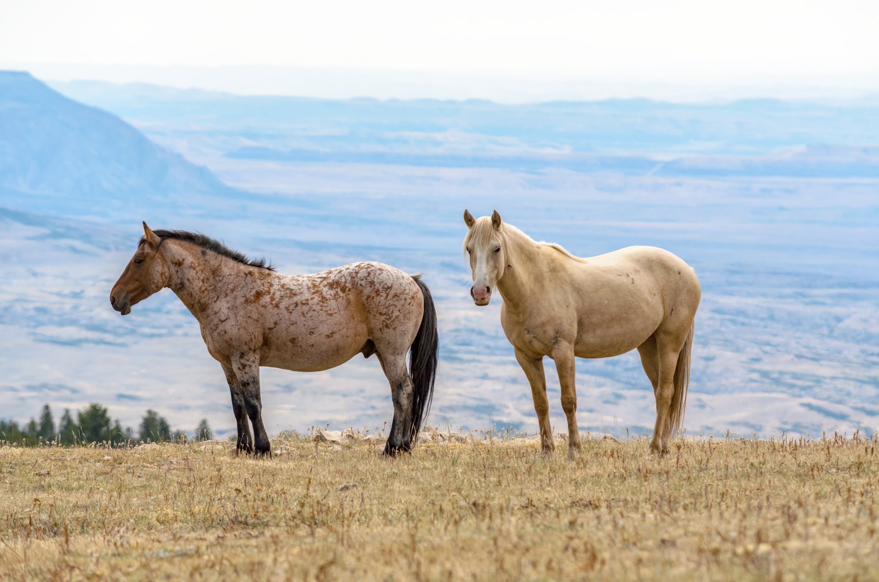 The Wild Horses of Pryor Mountains, Montana & Wyoming